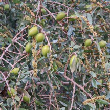 Fruits of an Argan tree in Amtoudi